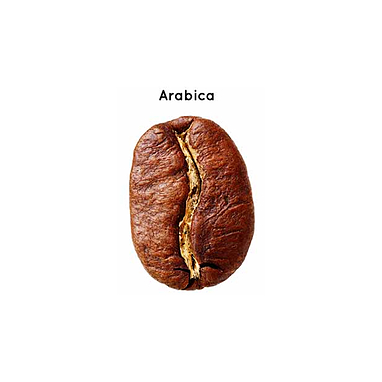 آشنایی با قهوه عربیکا